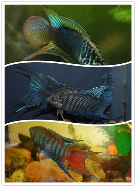 招財小型魚|整理：9種適合新手飼養的小型觀賞魚！